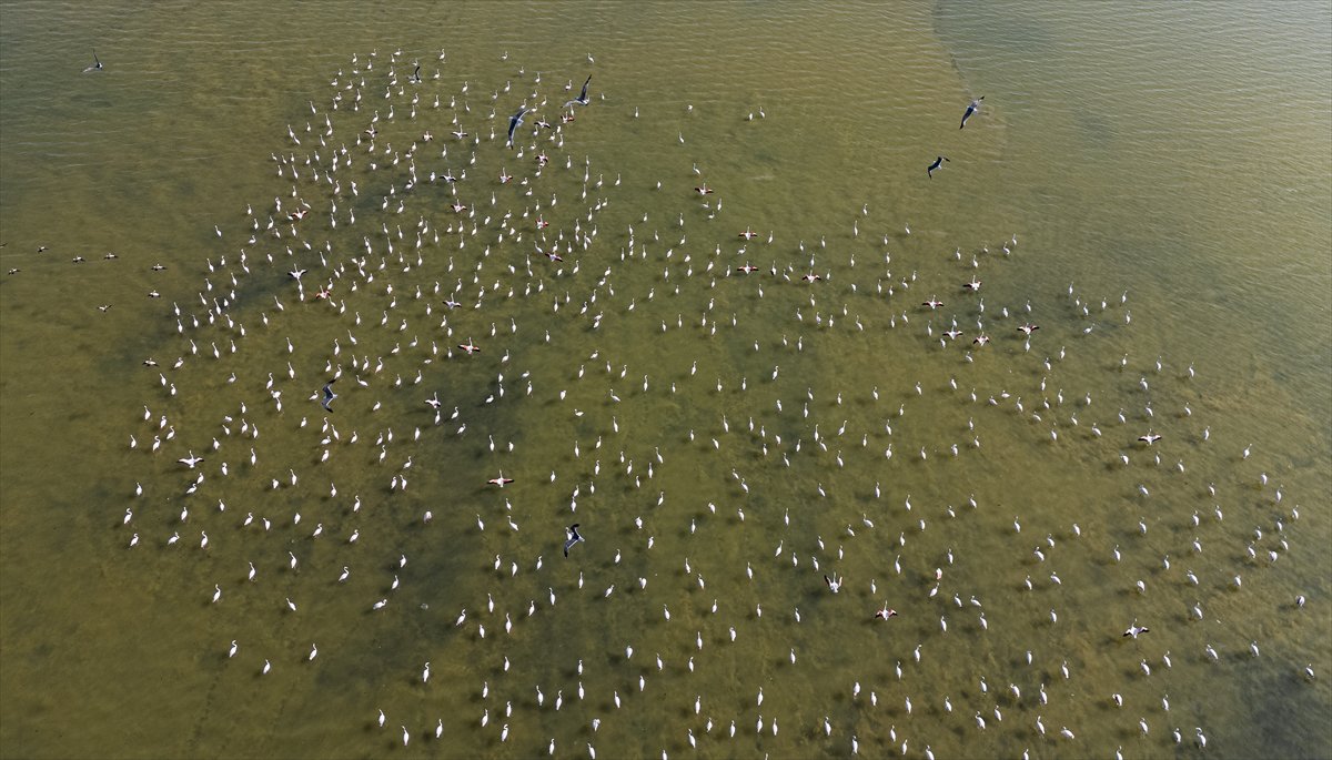 Kuşların Van Gölü'nde göç yolculuğu