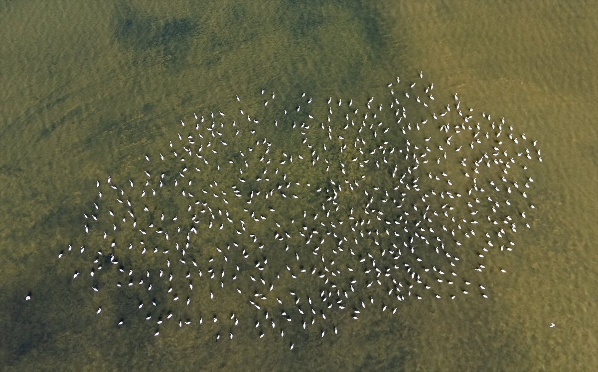Kuşların Van Gölü'nde göç yolculuğu