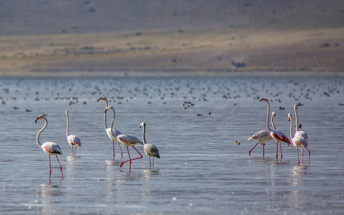 Kuşların Van Gölü'nde göç yolculuğu