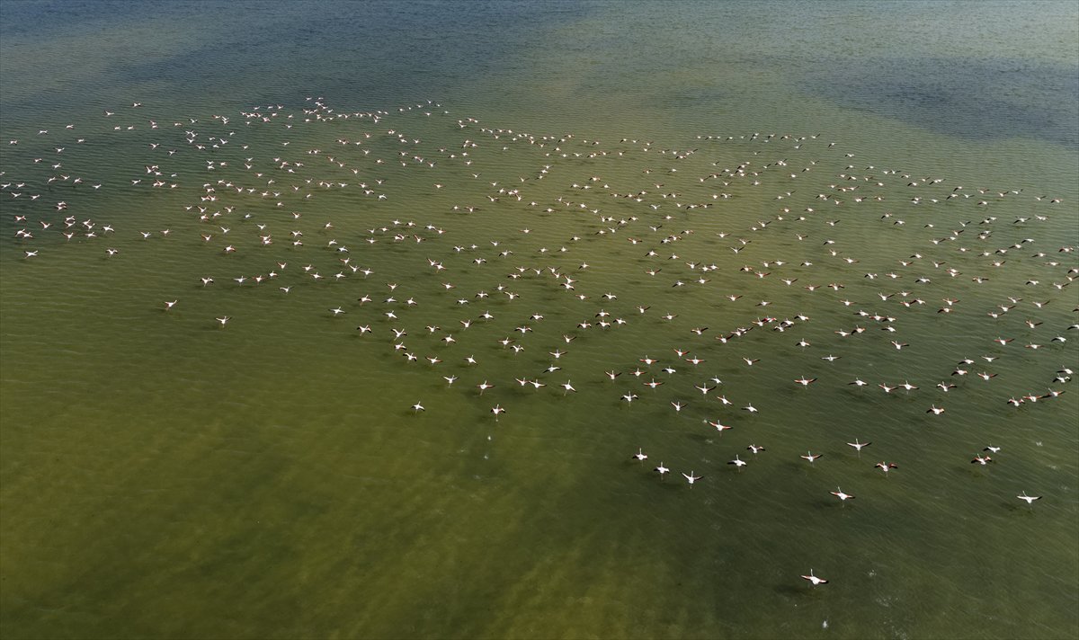Kuşların Van Gölü'nde göç yolculuğu