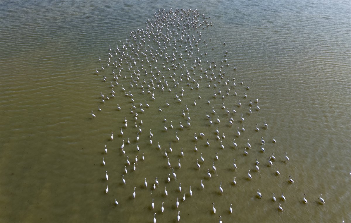 Kuşların Van Gölü'nde göç yolculuğu