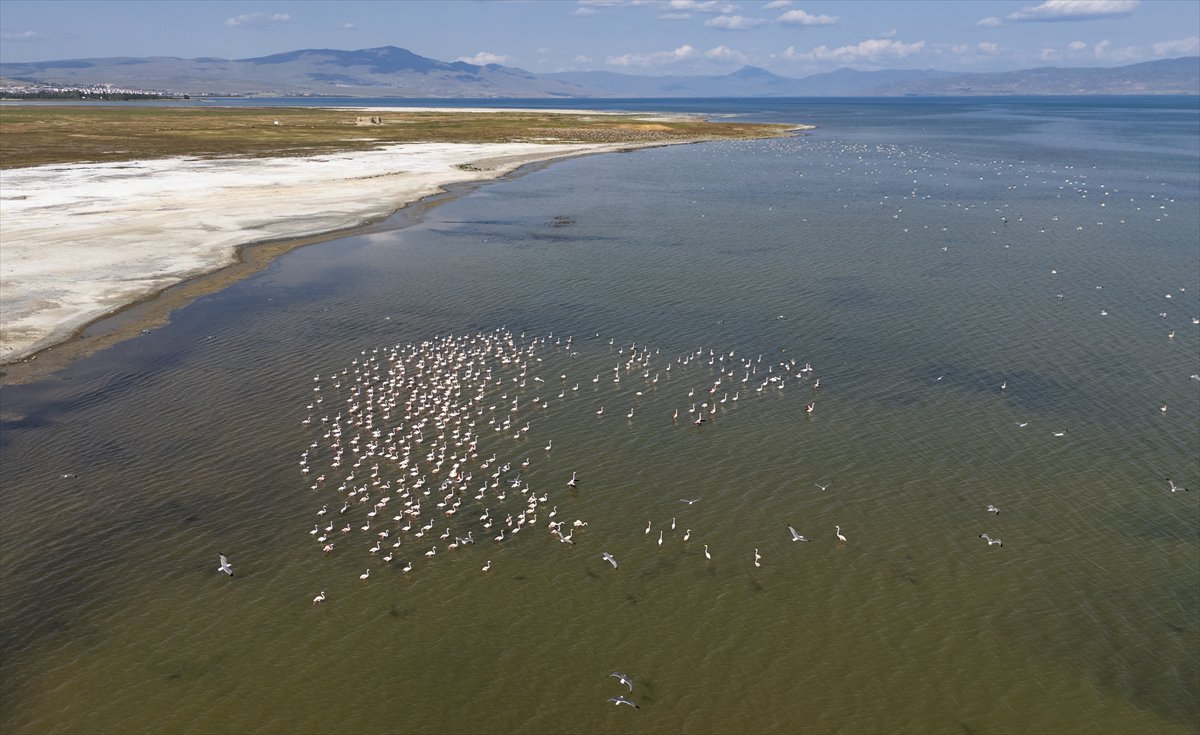 Kuşların Van Gölü'nde göç yolculuğu
