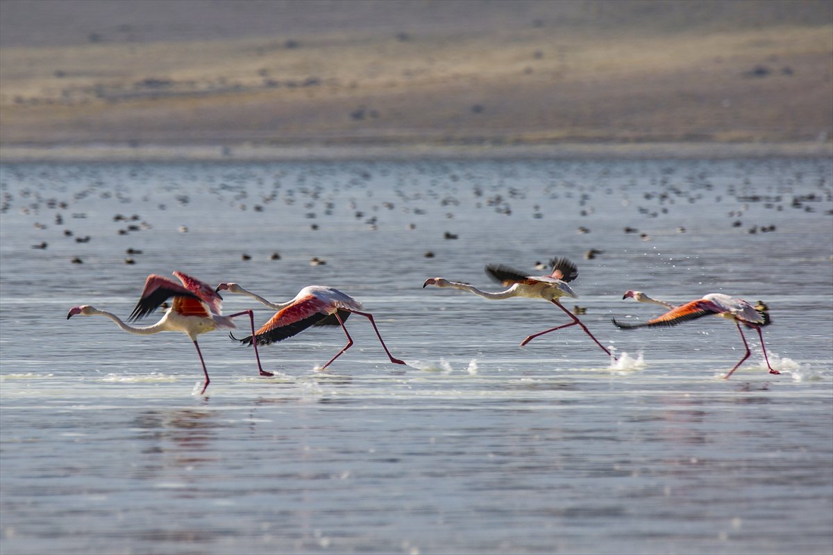 Kuşların Van Gölü'nde göç yolculuğu