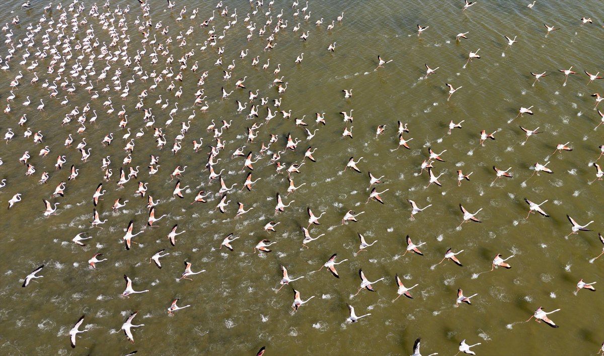 Kuşların Van Gölü'nde göç yolculuğu