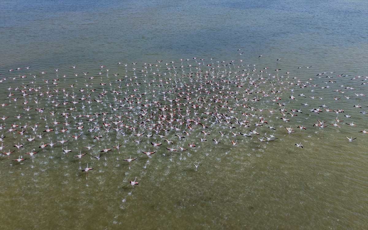 Kuşların Van Gölü'nde göç yolculuğu