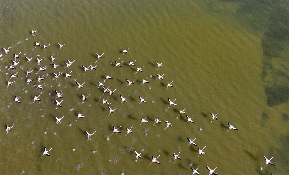 Kuşların Van Gölü'nde göç yolculuğu