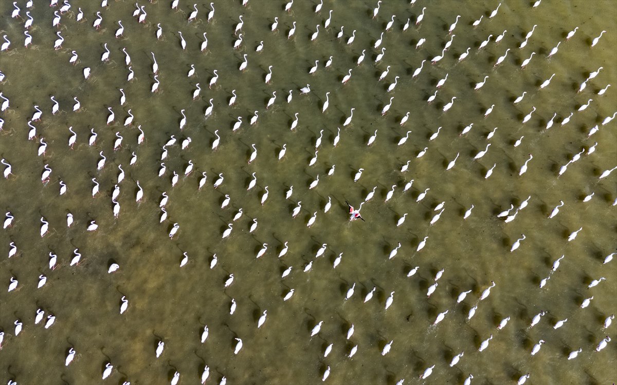 Kuşların Van Gölü'nde göç yolculuğu