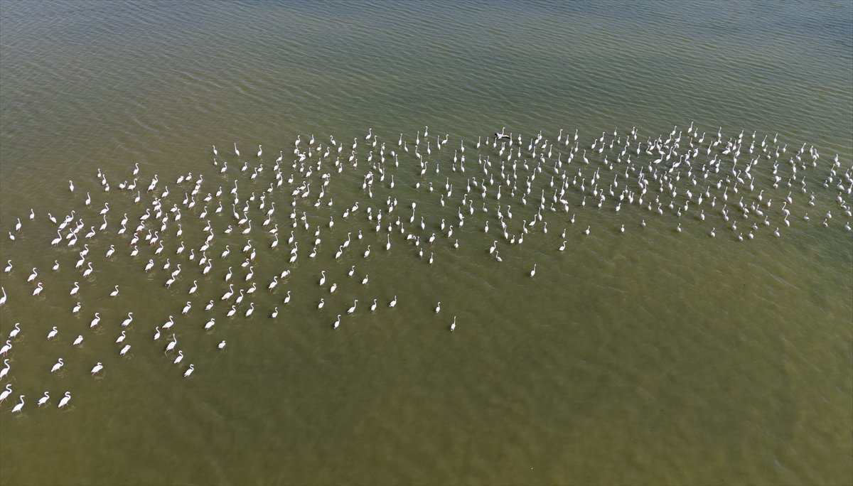Kuşların Van Gölü'nde göç yolculuğu