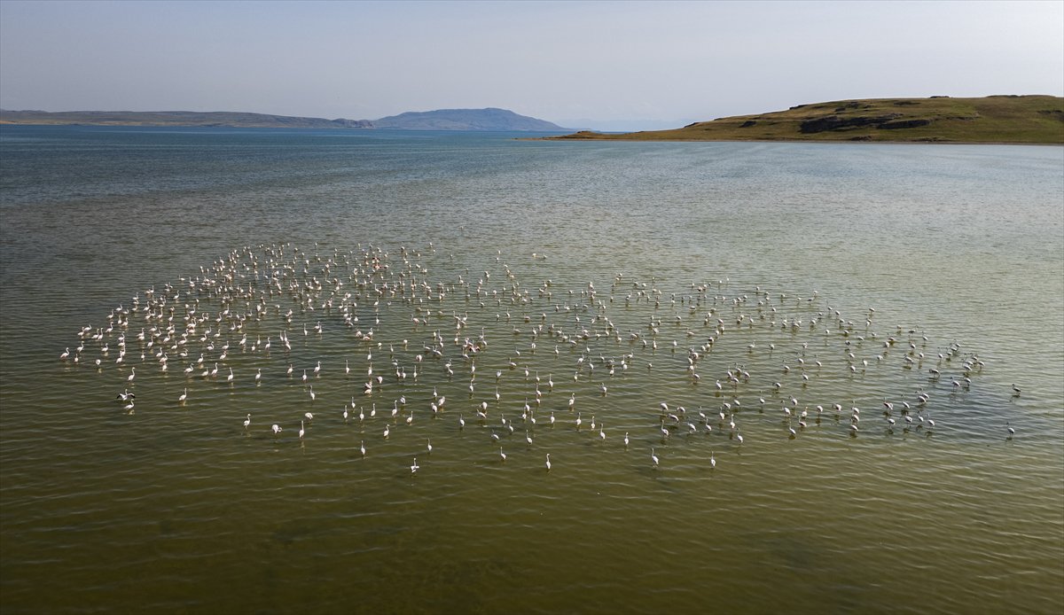 Kuşların Van Gölü'nde göç yolculuğu