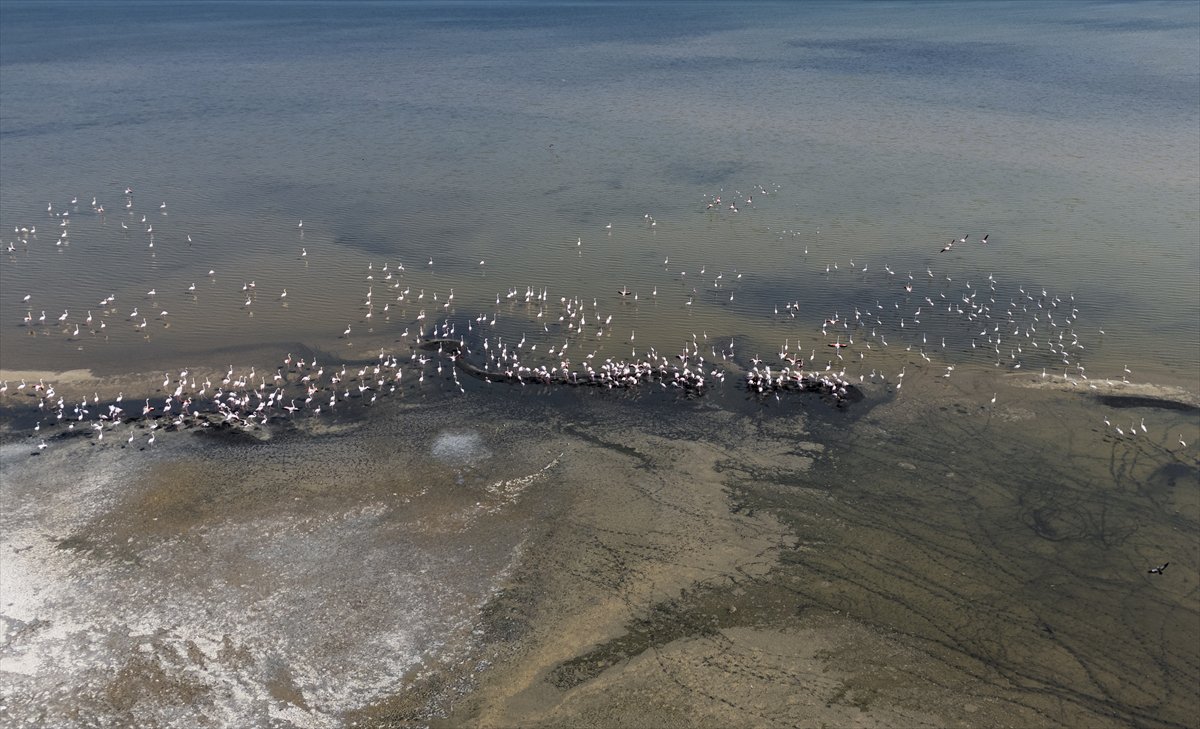 Kuşların Van Gölü'nde göç yolculuğu