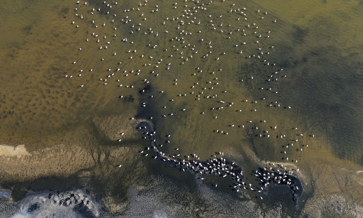 Kuşların Van Gölü'nde göç yolculuğu