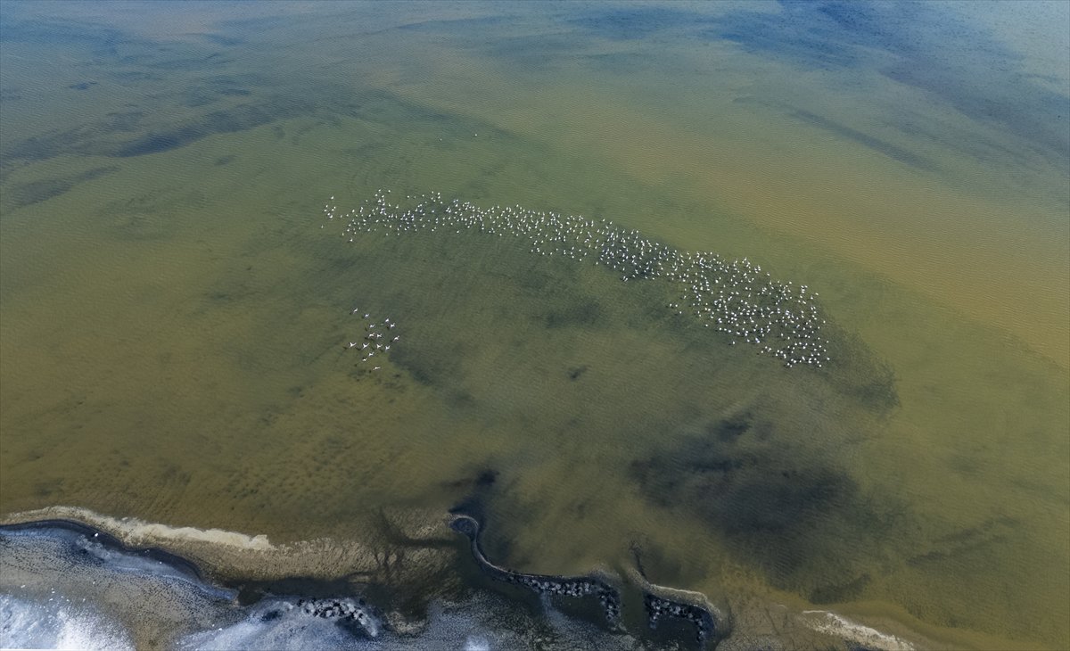 Kuşların Van Gölü'nde göç yolculuğu