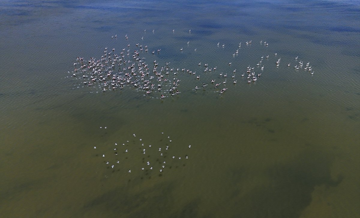 Kuşların Van Gölü'nde göç yolculuğu