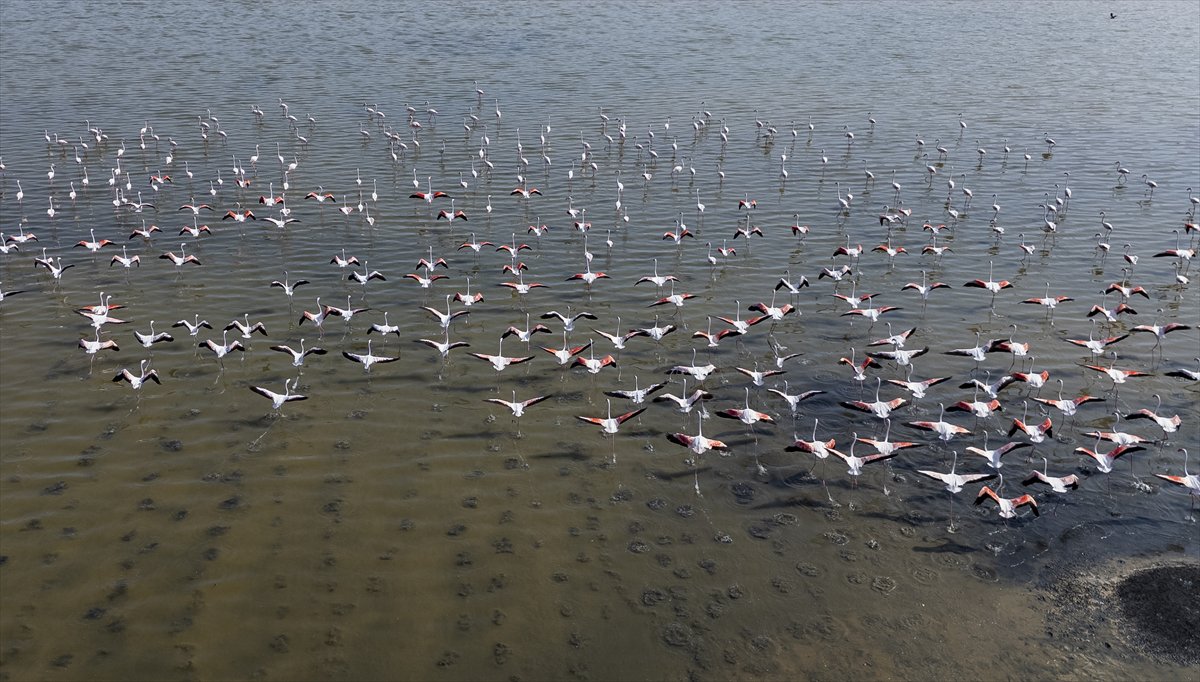 Kuşların Van Gölü'nde göç yolculuğu