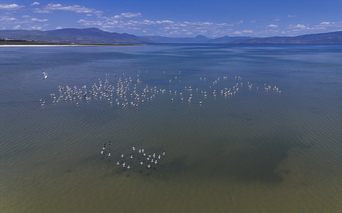 Kuşların Van Gölü'nde göç yolculuğu