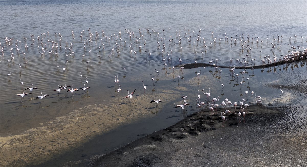 Kuşların Van Gölü'nde göç yolculuğu
