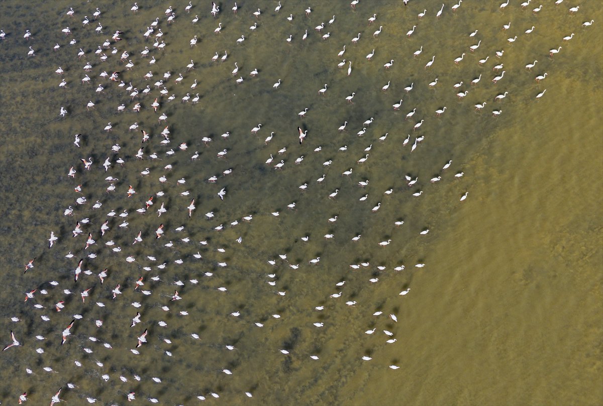 Kuşların Van Gölü'nde göç yolculuğu