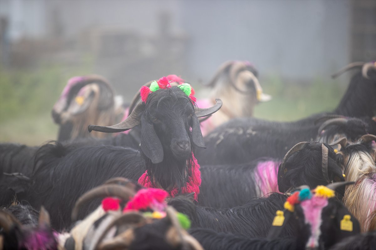 Sakarya'da besiciler geleneksel göçleri için 118'inci kez yola çıktı