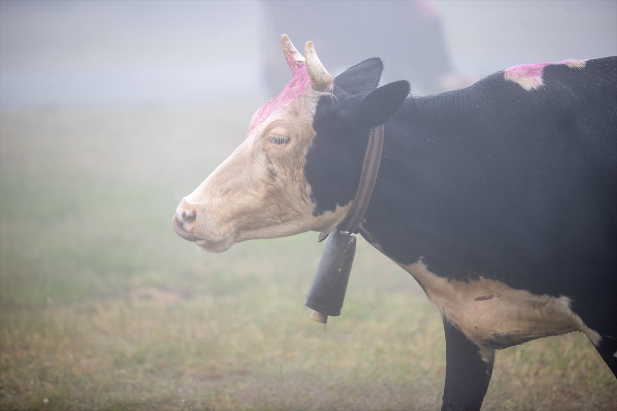 Sakarya'da besiciler geleneksel göçleri için 118'inci kez yola çıktı
