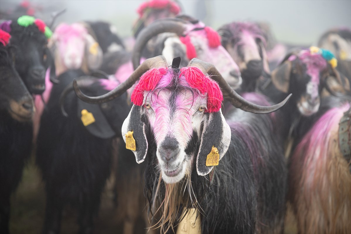 Sakarya'da besiciler geleneksel göçleri için 118'inci kez yola çıktı