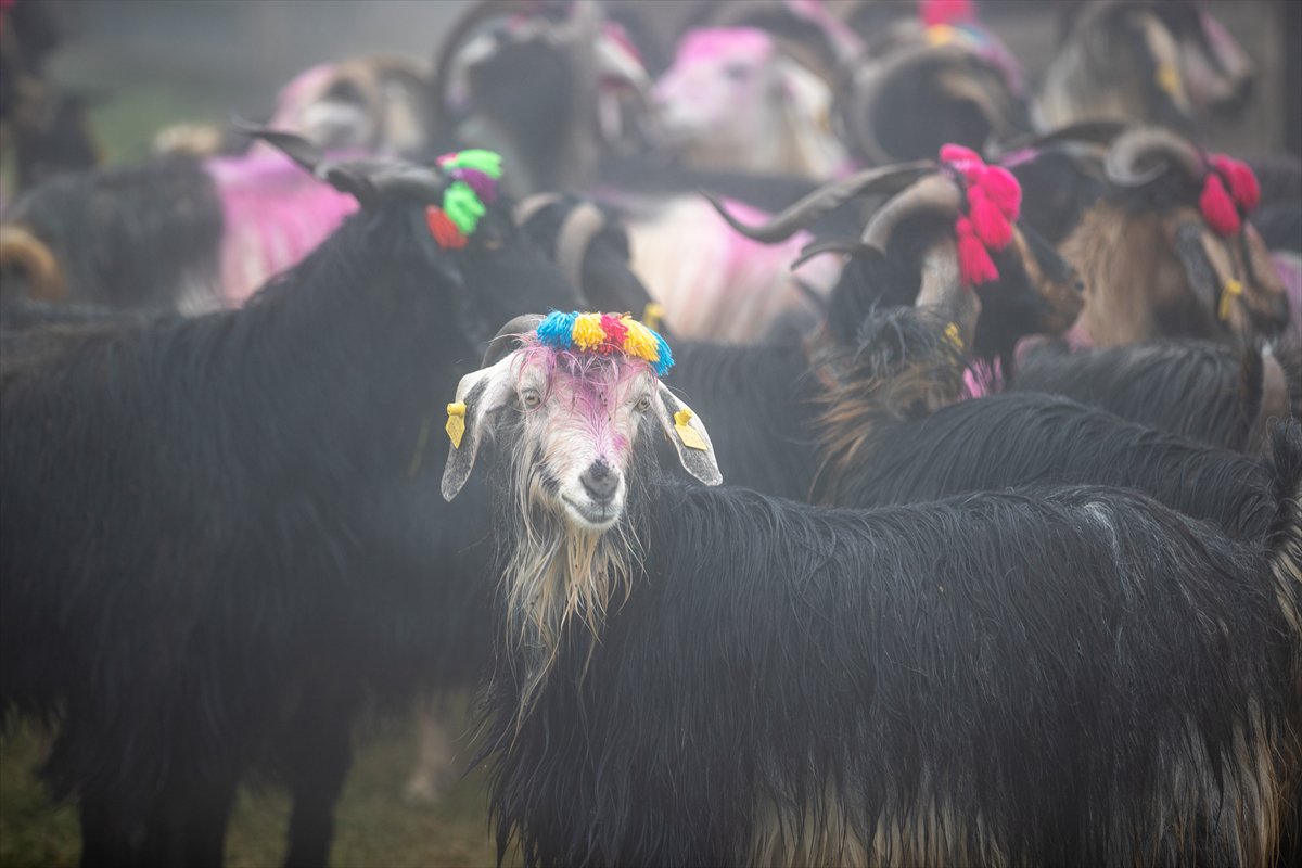 Sakarya'da besiciler geleneksel göçleri için 118'inci kez yola çıktı