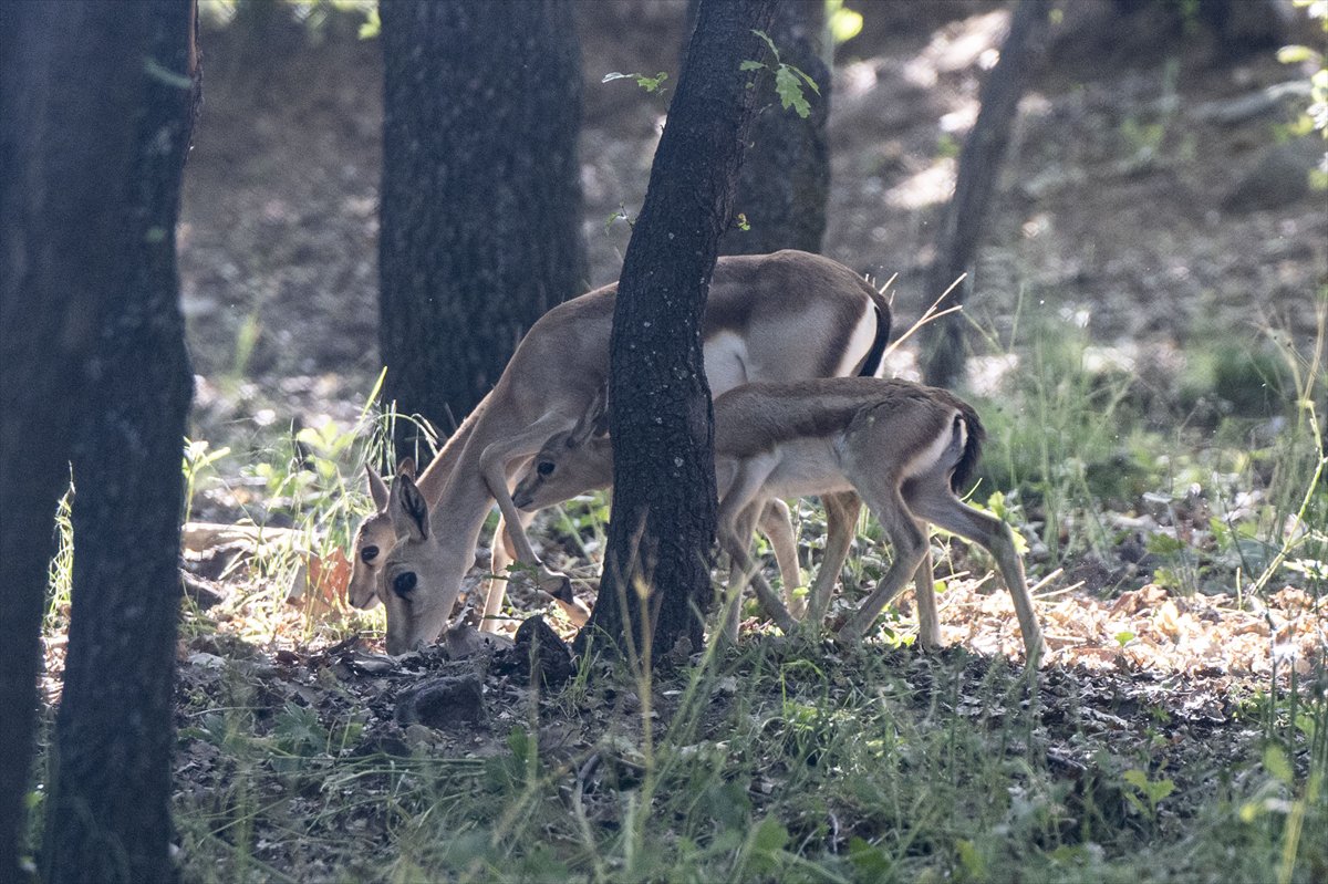 Yenidoğan ceylan yavruları Ankara'ya bahar getirdi