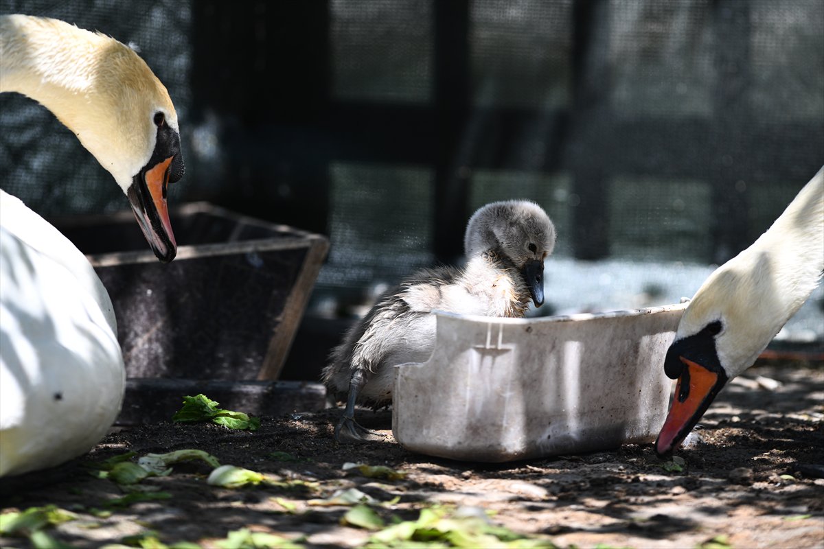 Ankara'da Kuğulu Park’ın yeni gözdesi “Parla” oldu