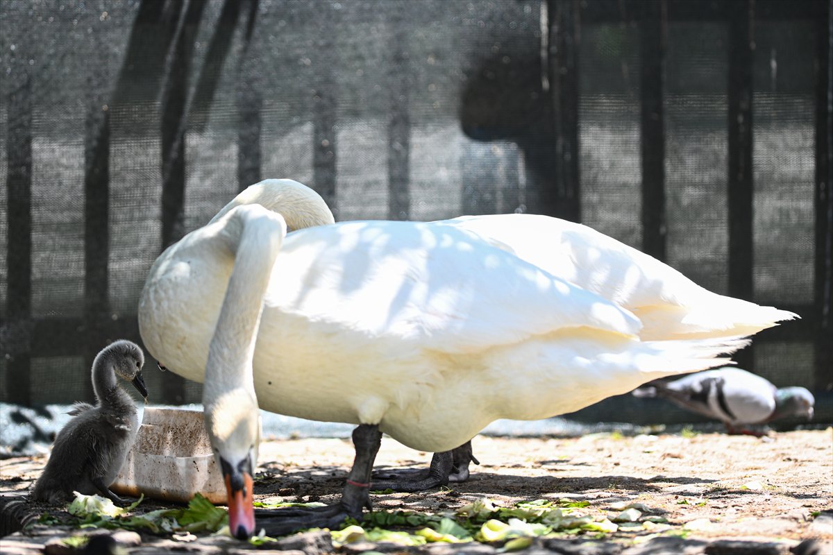 Ankara'da Kuğulu Park’ın yeni gözdesi “Parla” oldu