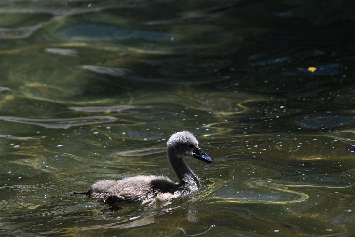 Ankara'da Kuğulu Park’ın yeni gözdesi “Parla” oldu