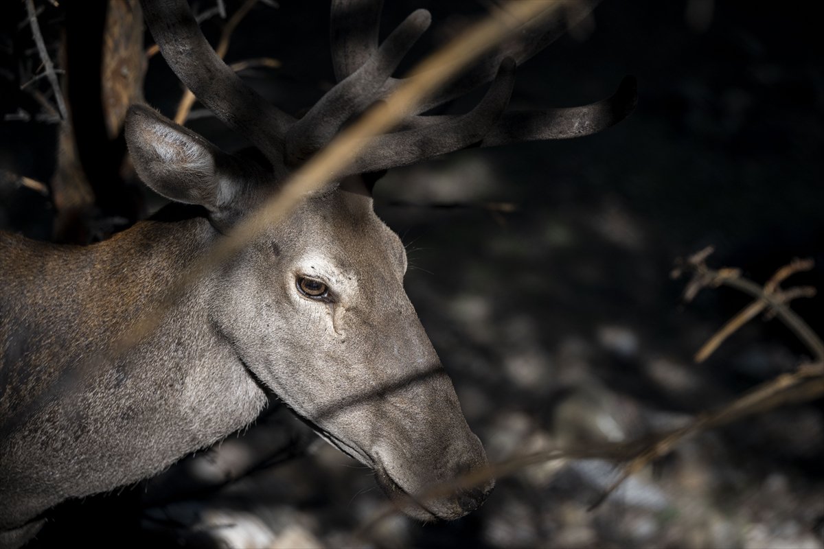 Yenidoğan ceylan yavruları Ankara'ya bahar getirdi
