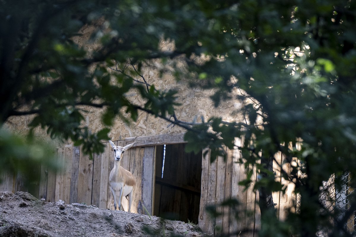 Yenidoğan ceylan yavruları Ankara'ya bahar getirdi
