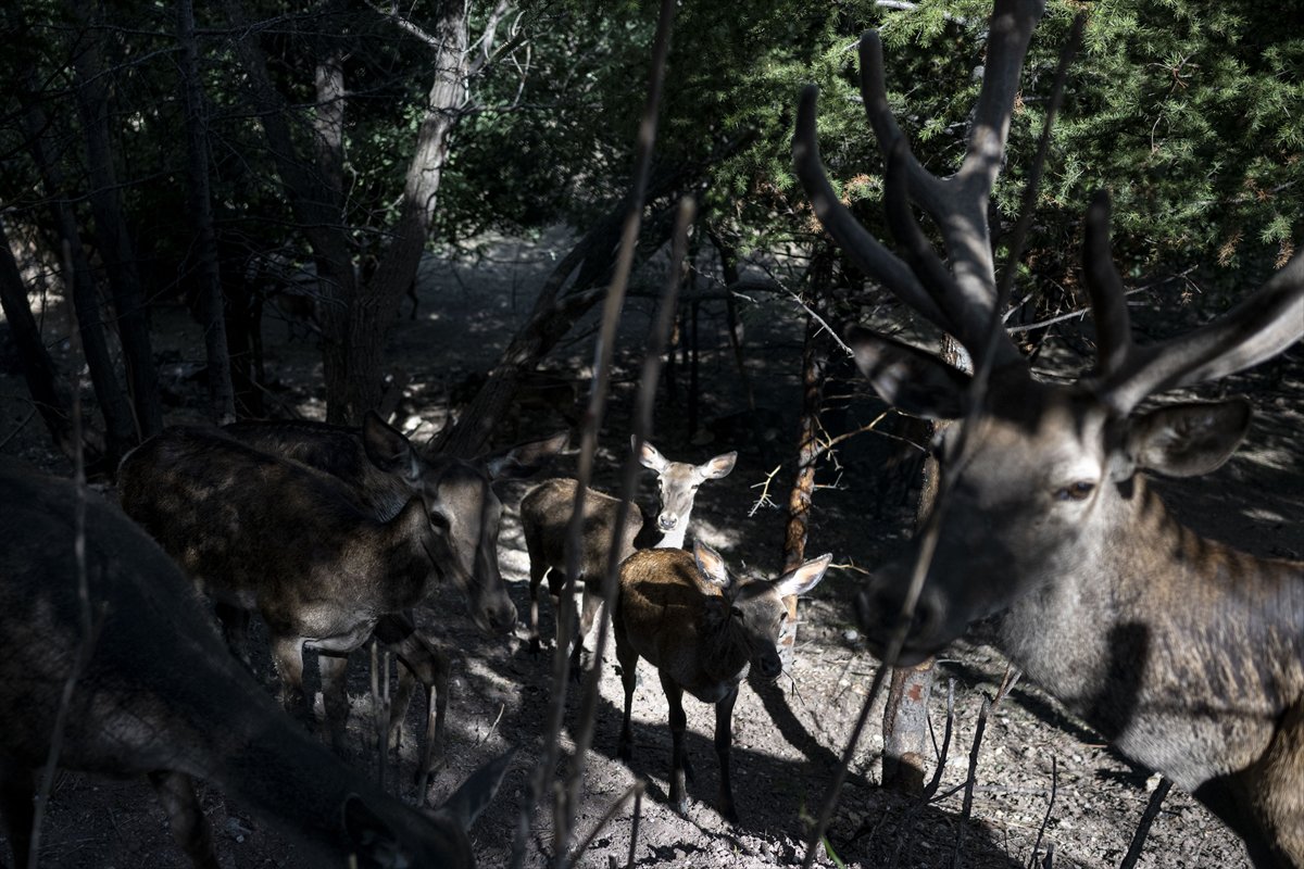 Yenidoğan ceylan yavruları Ankara'ya bahar getirdi