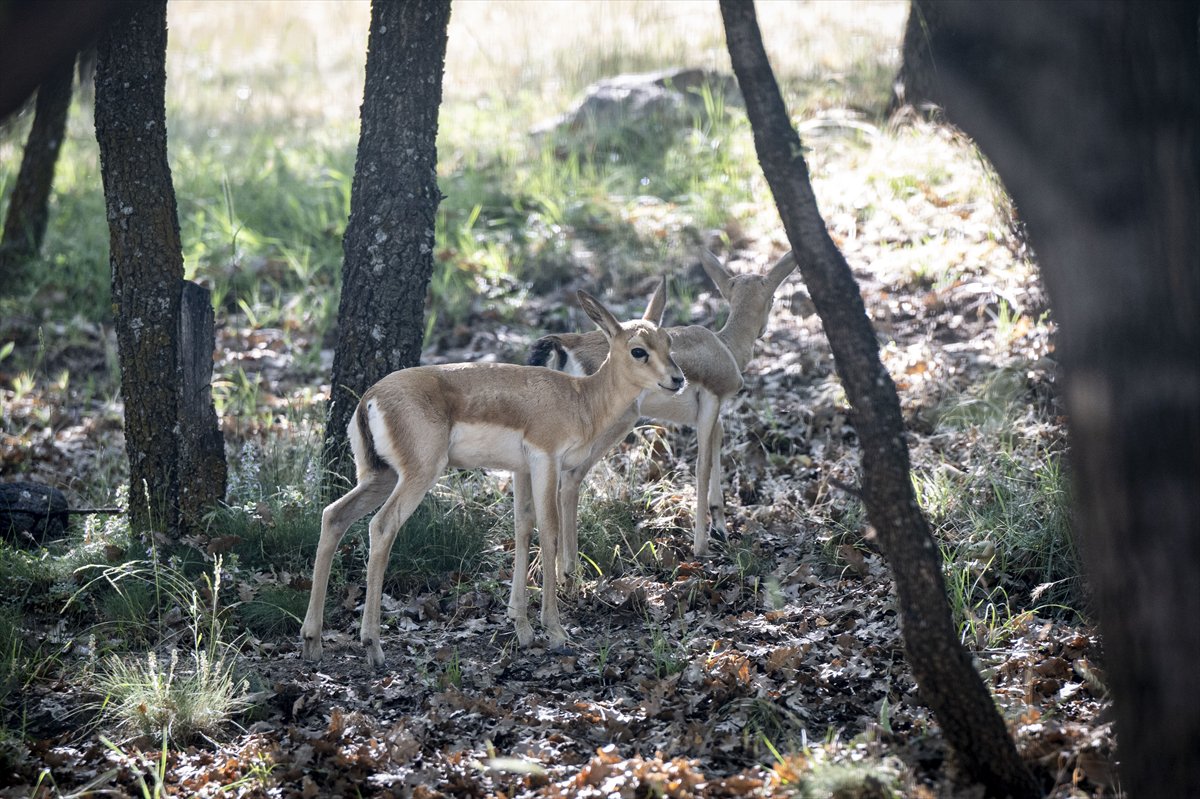 Yenidoğan ceylan yavruları Ankara'ya bahar getirdi