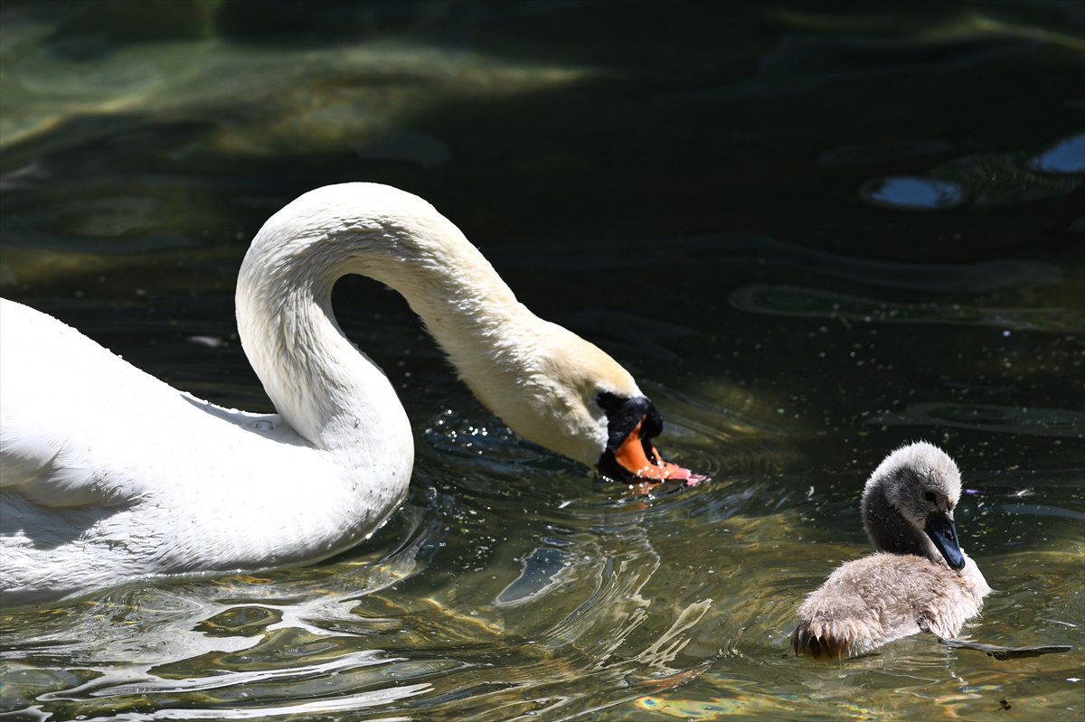 Ankara'da Kuğulu Park’ın yeni gözdesi “Parla” oldu