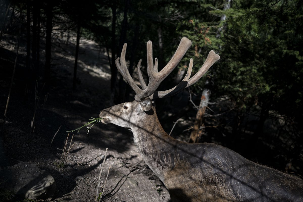 Yenidoğan ceylan yavruları Ankara'ya bahar getirdi