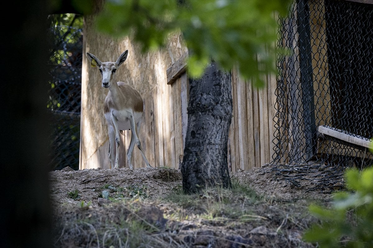 Yenidoğan ceylan yavruları Ankara'ya bahar getirdi