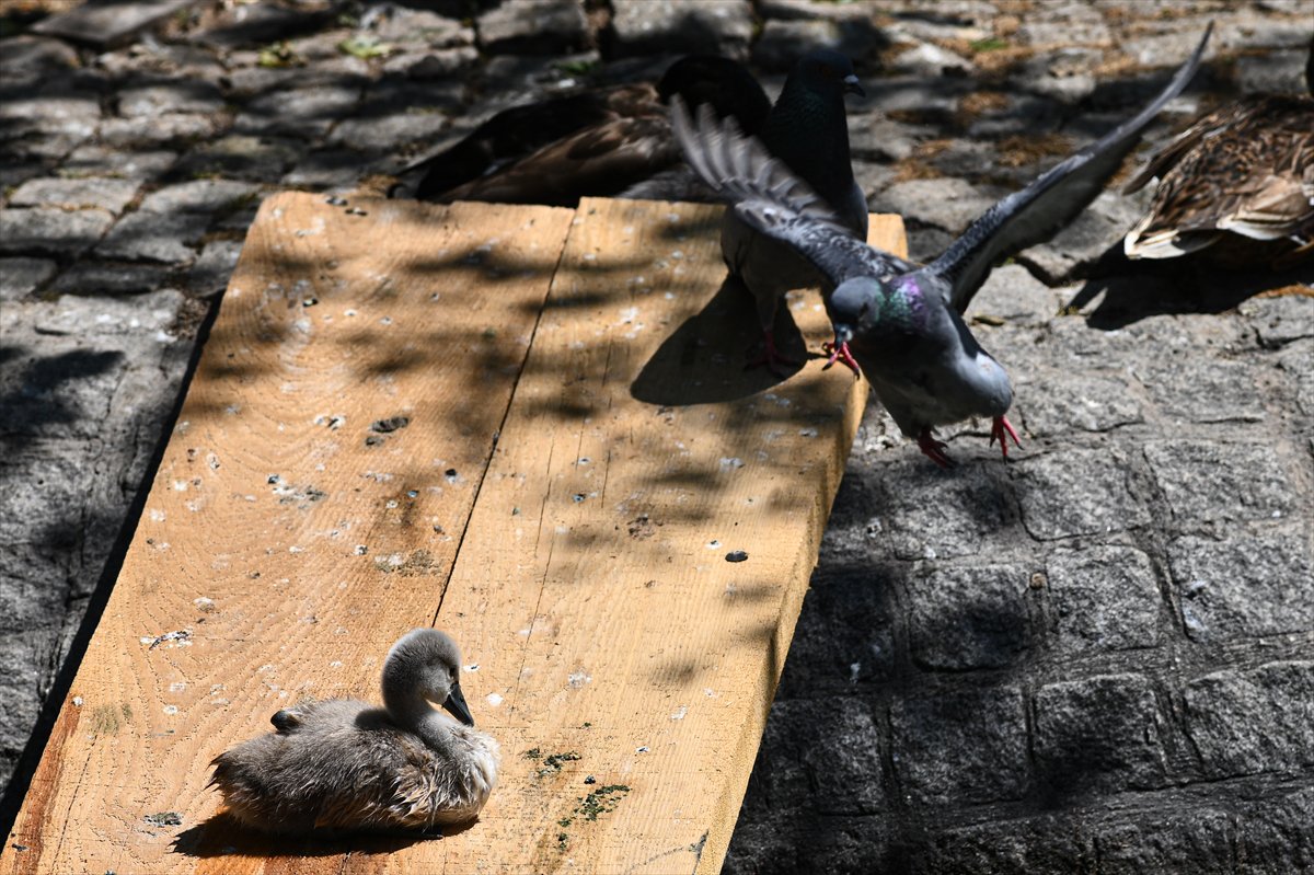 Ankara'da Kuğulu Park’ın yeni gözdesi “Parla” oldu