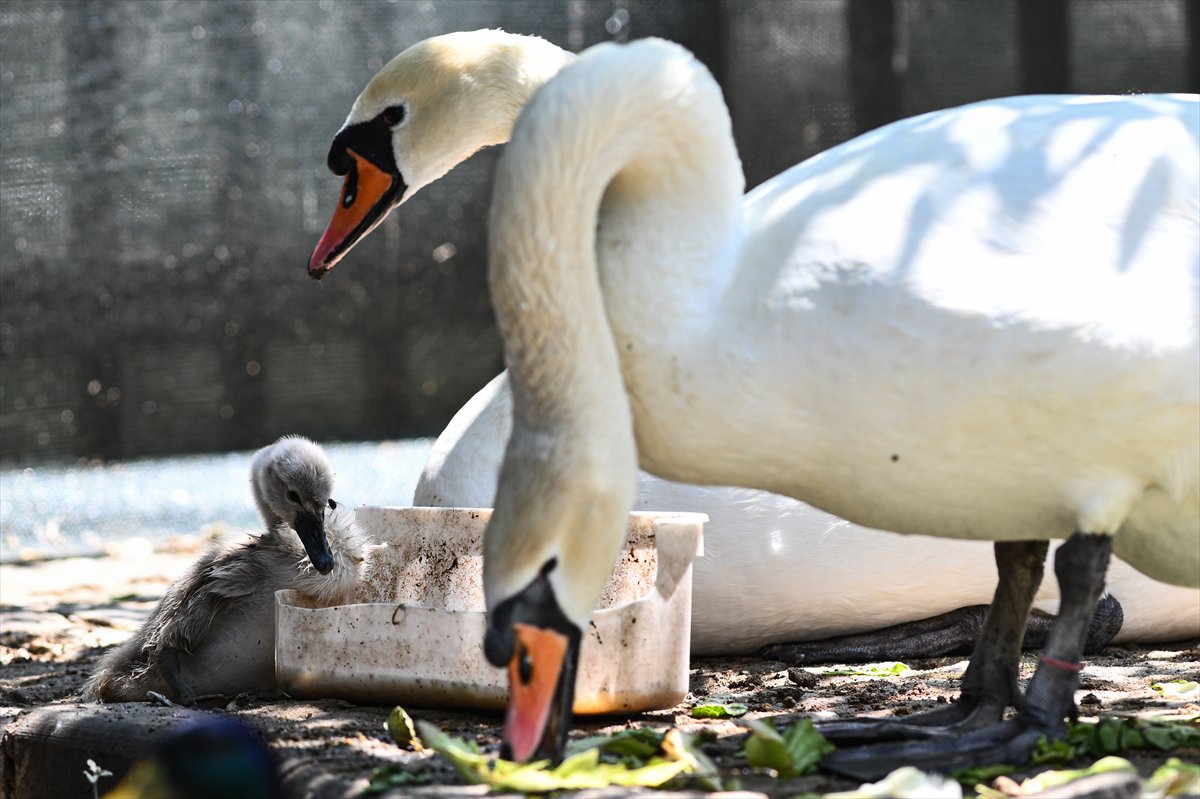Ankara'da Kuğulu Park’ın yeni gözdesi “Parla” oldu