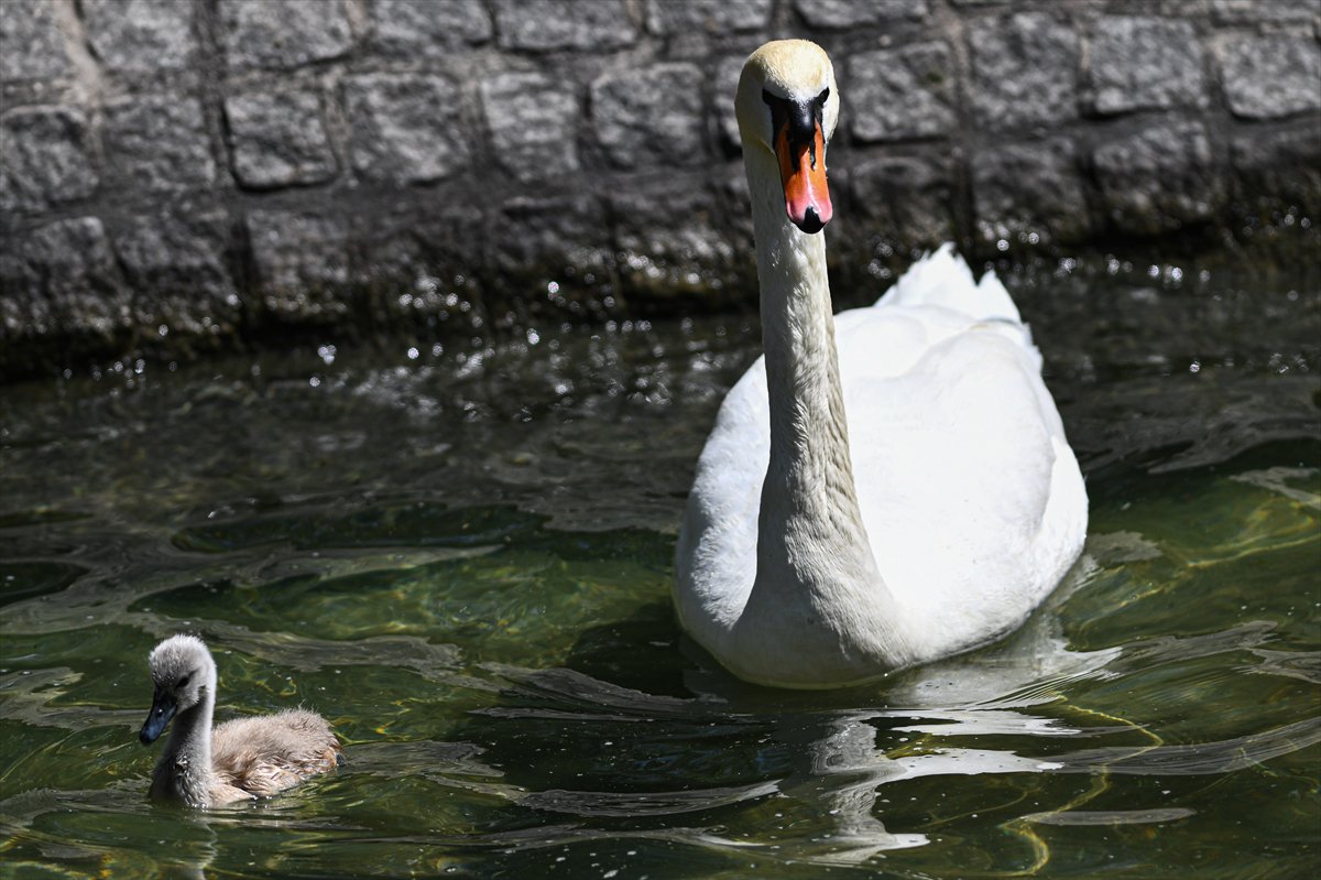 Ankara'da Kuğulu Park’ın yeni gözdesi “Parla” oldu