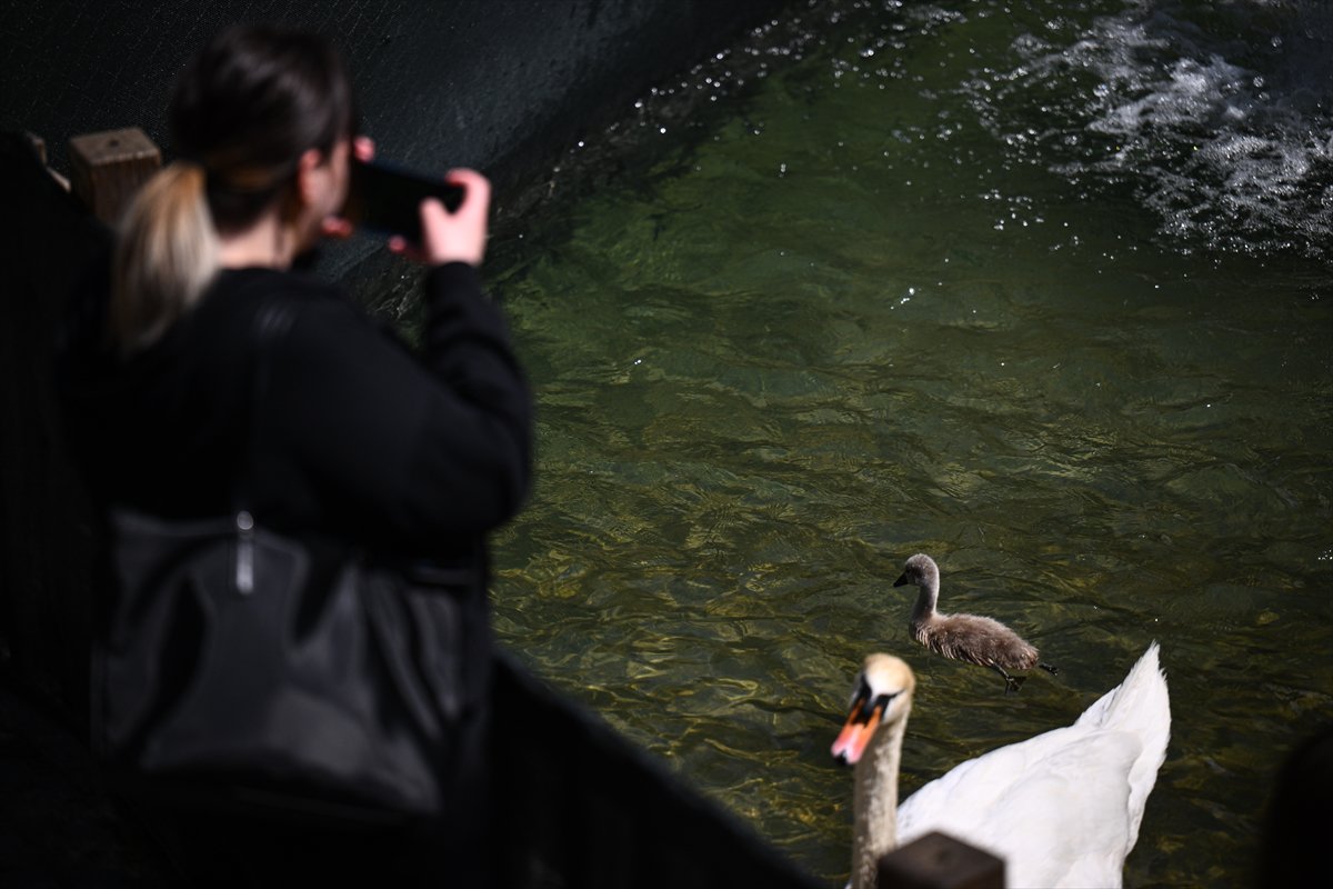 Ankara'da Kuğulu Park’ın yeni gözdesi “Parla” oldu