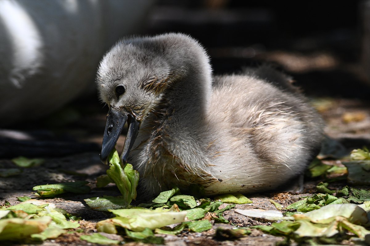 Ankara'da Kuğulu Park’ın yeni gözdesi “Parla” oldu