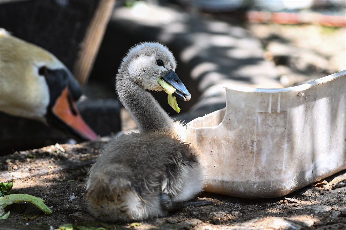 Ankara'da Kuğulu Park’ın yeni gözdesi “Parla” oldu