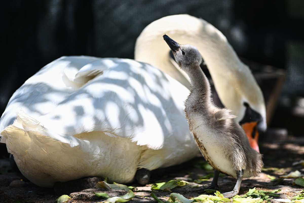 Ankara'da Kuğulu Park’ın yeni gözdesi “Parla” oldu