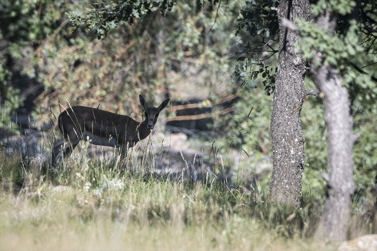 Yenidoğan ceylan yavruları Ankara'ya bahar getirdi