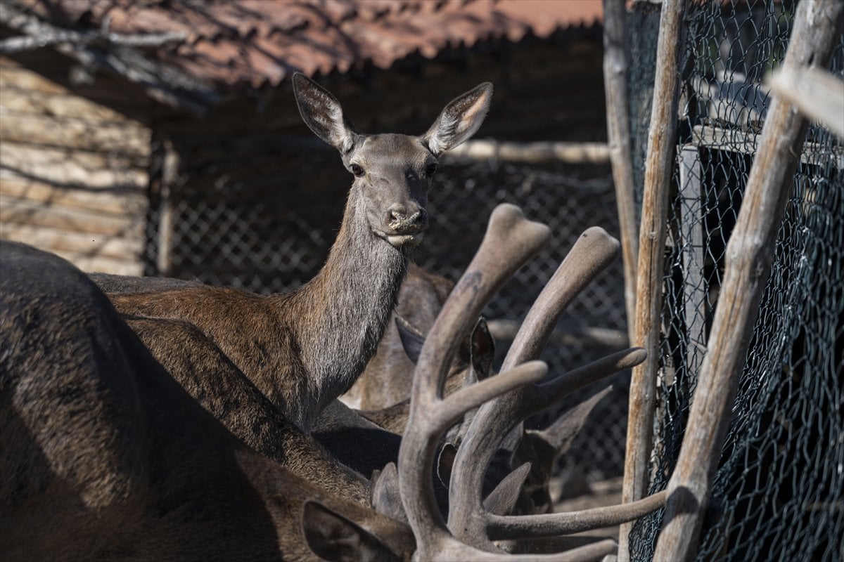 Yenidoğan ceylan yavruları Ankara'ya bahar getirdi