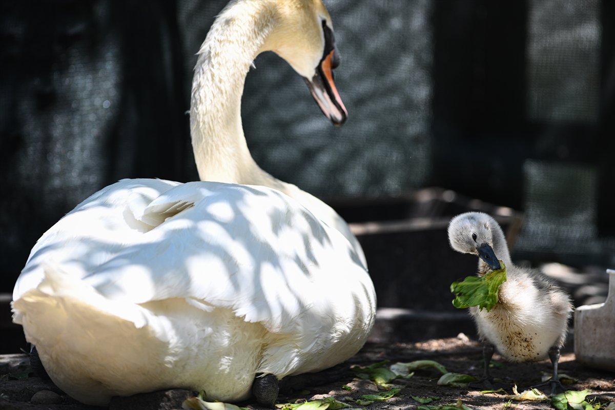 Ankara'da Kuğulu Park’ın yeni gözdesi “Parla” oldu