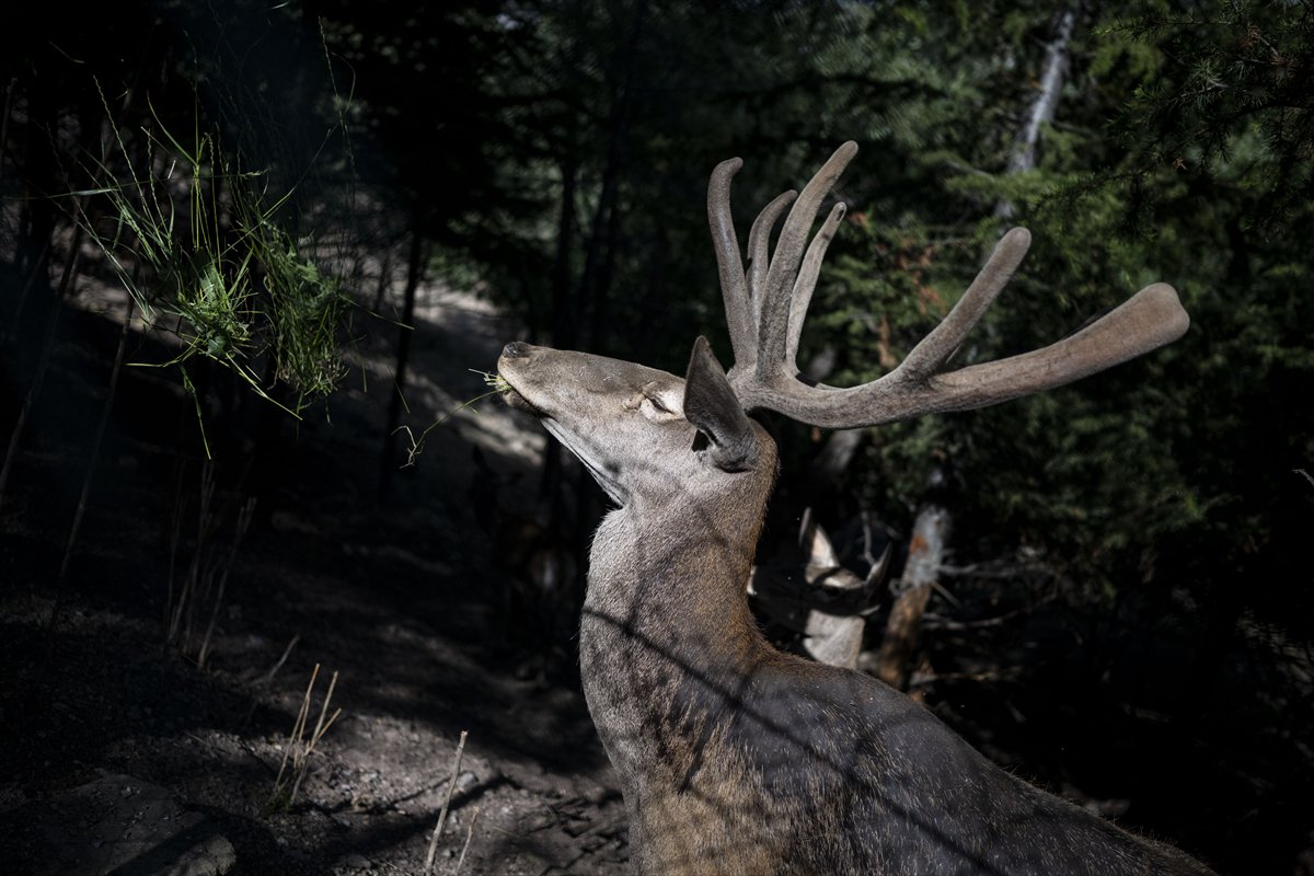 Yenidoğan ceylan yavruları Ankara'ya bahar getirdi