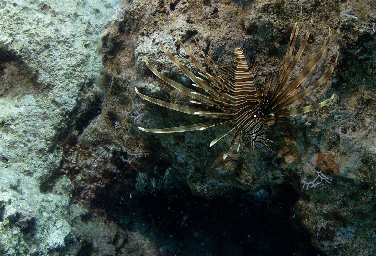 Antalya'nın su altı hazineleri karadan daha renkli bir dünya sunuyor