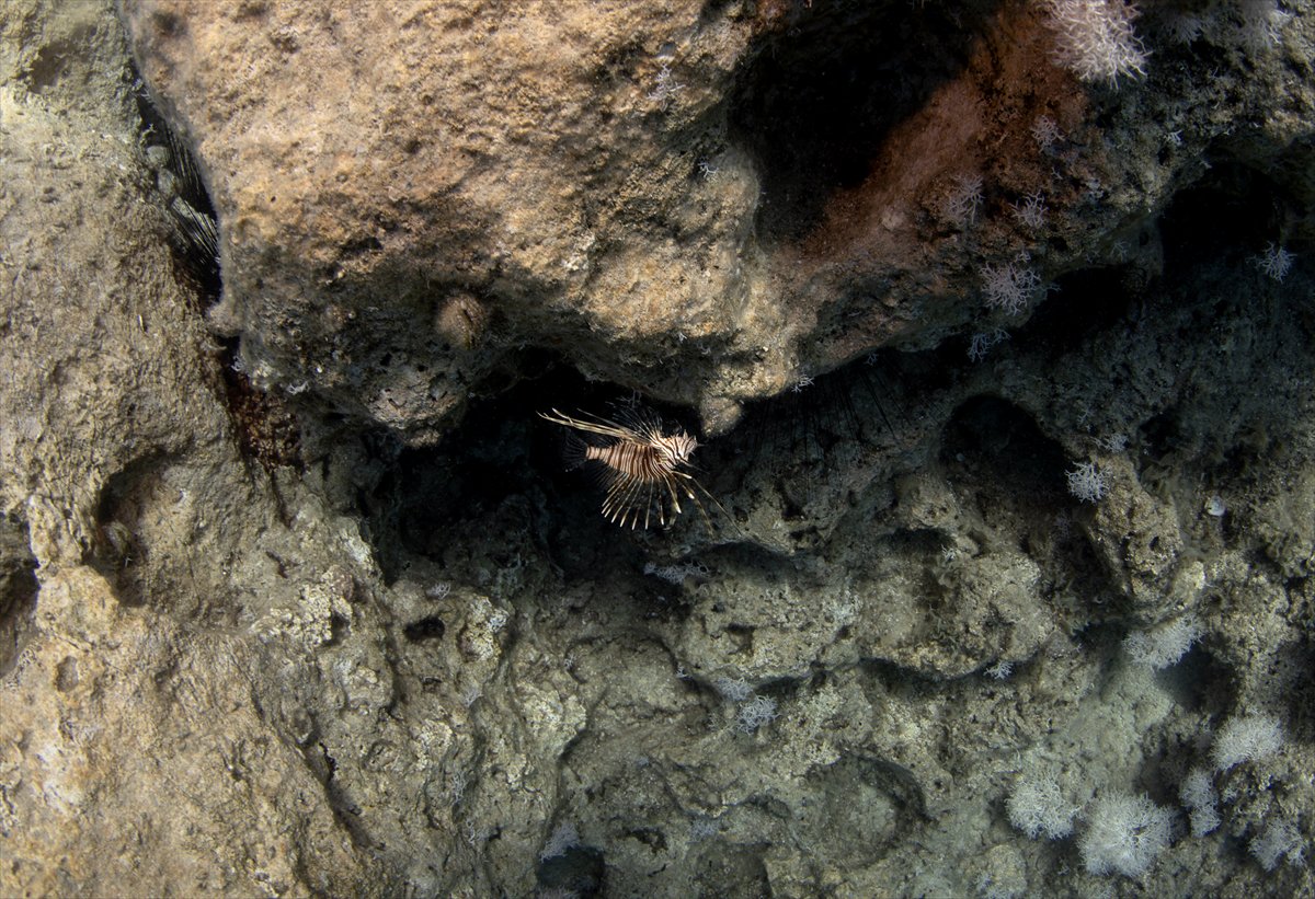 Antalya'nın su altı hazineleri karadan daha renkli bir dünya sunuyor