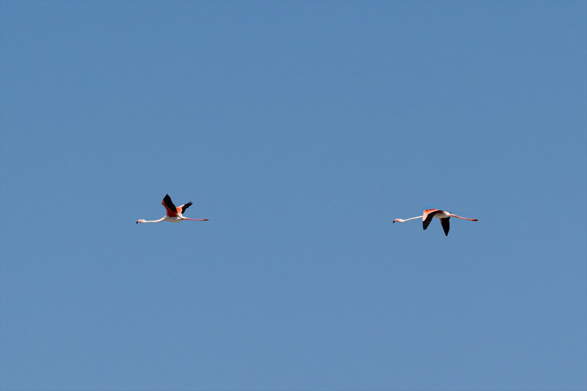 Tuz Gölü’ndeki su çekildi, flamingolar azaldı